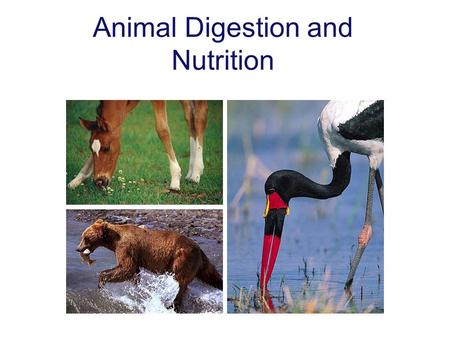 Animal Digestion and Nutrition