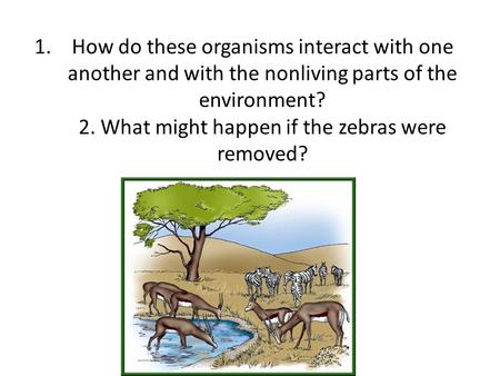 How do these organisms interact with one another and with the nonliving parts of the environment? 2. What might happen if the zebras were removed?