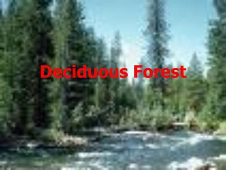 Deciduous Forest. Where Can I Find The Deciduous Forest! It can be found throughout the globe. Some are found in the eastern half of North America, middle.
