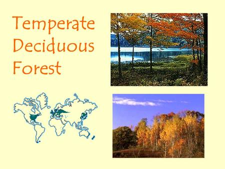 Temperate Deciduous Forest. Temperate Deciduous Forest Location and Climate The mid-latitude deciduous forest biome is located between the polar regions.