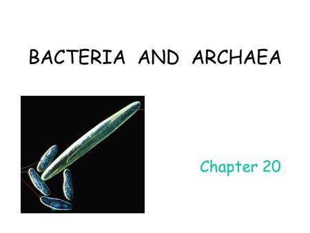 Chapter 20 BACTERIA AND ARCHAEA. Prokaryote Cell Structure All prokaryotes have: cell membrane cytoplasm ribosomes nucleoid region containing DNA Most.