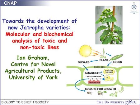 BIOLOGY TO BENEFIT SOCIETY Towards the development of new Jatropha varieties: Molecular and biochemical analysis of toxic and non-toxic lines Ian Graham,