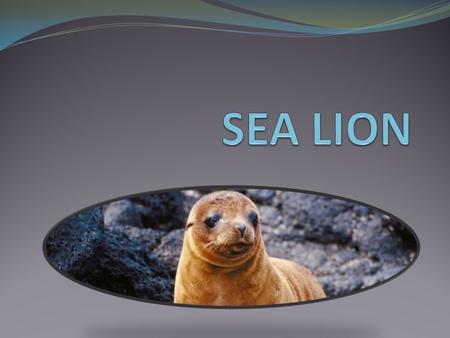 Sea lions are pinniped which means that it has webbed feet. They are marine mammals. Sea lion males are called bulls and females are called cows and their.