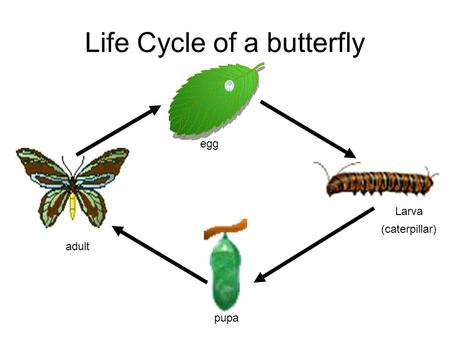 Life Cycle of a butterfly egg Larva (caterpillar) pupa adult.