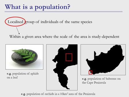 What is a population? Within a given area where the scale of the area is study-dependent Localised group of individuals of the same species e.g. population.