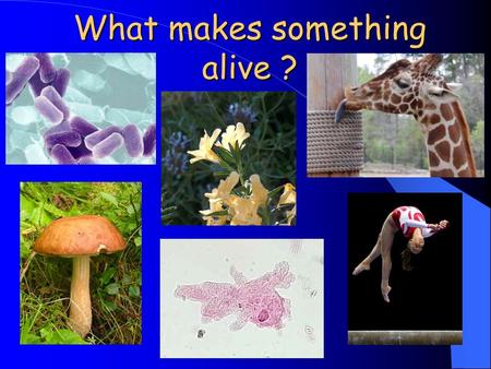 What makes something alive ?