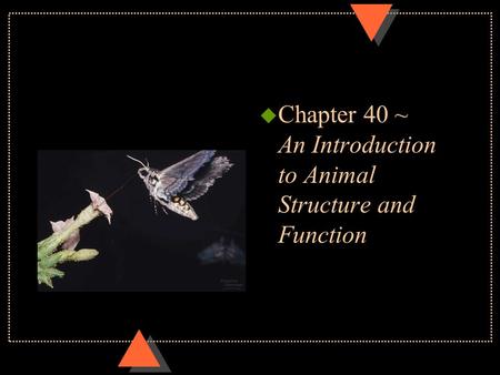 U Chapter 40 ~ An Introduction to Animal Structure and Function.