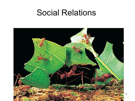 1 1 Social Relations. 2 2 Introduction Behavioral Ecology: Study of social relations. –Interactions control by behavior Sociobiology: –Study of social.