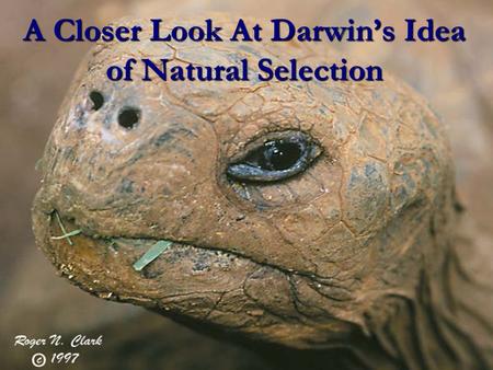 A Closer Look At Darwin’s Idea of Natural Selection