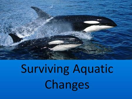 Surviving Aquatic Changes. I. Effects of Salinity on Ocean Life A. Osmoregulation - ability of aquatic organisms to maintain a proper water balance within.