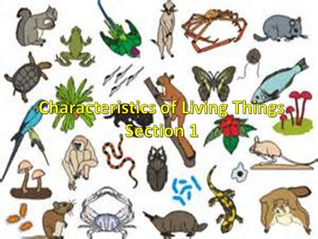 Characteristics of Living Things Section 1
