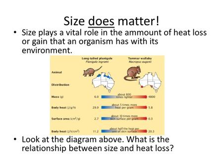 Size does matter! Size plays a vital role in the ammount of heat loss or gain that an organism has with its environment. Look at the diagram above. What.