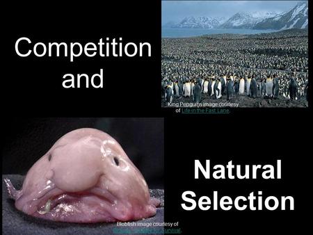 Competition and Natural Selection