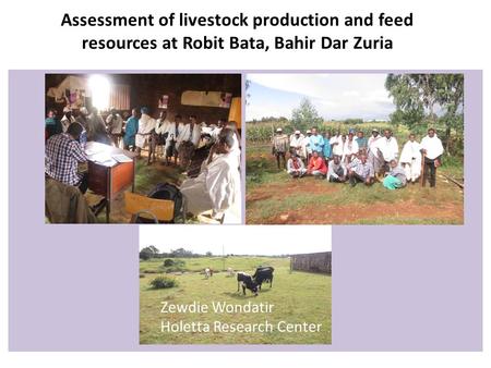 Assessment of livestock production and feed resources at Robit Bata, Bahir Dar Zuria Zewdie Wondatir Holetta Research Center.