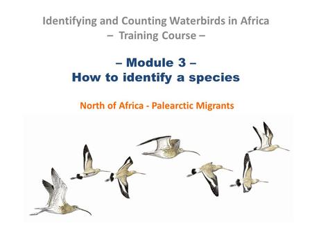 – Module 3 – How to identify a species North of Africa - Palearctic Migrants Identifying and Counting Waterbirds in Africa – Training Course –