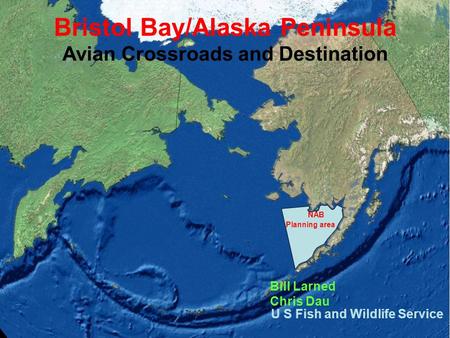 NAB Planning area Bristol Bay/Alaska Peninsula Avian Crossroads and Destination Bill Larned Chris Dau U S Fish and Wildlife Service.