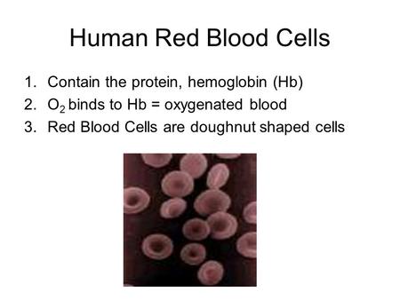 Human Red Blood Cells 1.Contain the protein, hemoglobin (Hb) 2.O 2 binds to Hb = oxygenated blood 3.Red Blood Cells are doughnut shaped cells.