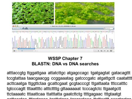 WSSP Chapter 7 BLASTN: DNA vs DNA searches atttaccgtg ttggattgaa attatcttgc atgagccagc tgatgagtat gatacagttt tccgtattaa taacgaacgg ccggaaatag gatcccgatc.