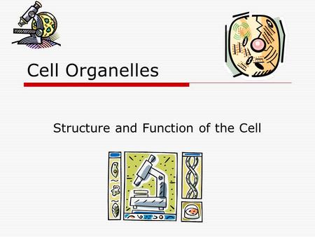 Cell Organelles Structure and Function of the Cell.