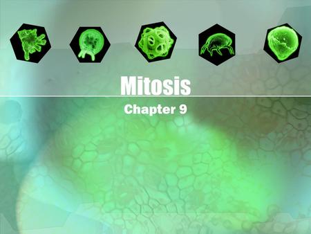 Mitosis Chapter 9. Cell Division process by which new identical cells are produced from existing cells –stomach and intestine cells every 2-3 days –skin.