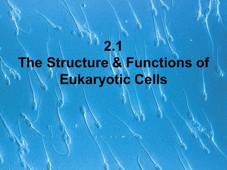 2.1 The Structure & Functions of Eukaryotic Cells.