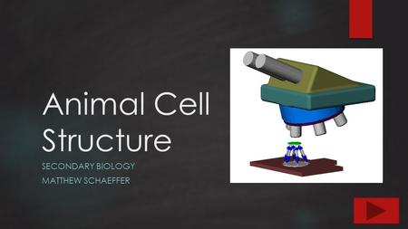 Animal Cell Structure SECONDARY BIOLOGY MATTHEW SCHAEFFER.