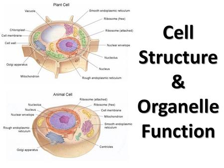 Cell Structure & Organelle Function