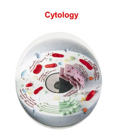 Cytology. Key Terms Cytology - the study of the structure and function of cells Cytoplasm - the area of space contained by the cell membrane but outside.