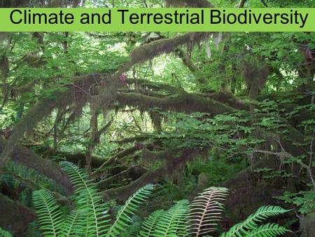 Climate and Terrestrial Biodiversity. Hoh Rainforest (140 – 170 inches rainfall per year)