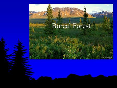Boreal Forest.