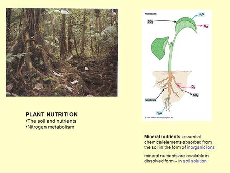 PLANT NUTRITION The soil and nutrients Nitrogen metabolism Mineral nutrients: essential chemical elements absorbed from the soil in the form of inorganic.