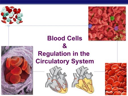 AP Biology 2006-2007 Blood Cells & Regulation in the Circulatory System.