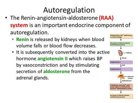 Autoregulation The Renin-angiotensin-aldosterone (RAA) system is an important endocrine component of autoregulation. Renin is released by kidneys when.