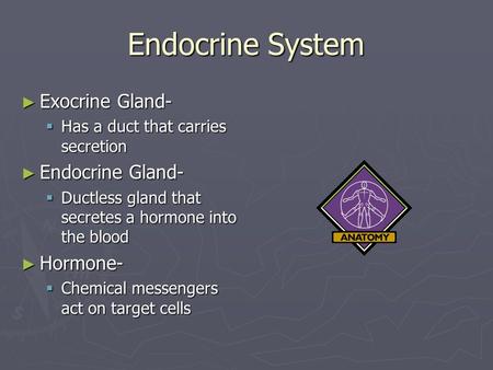 Endocrine System ► Exocrine Gland-  Has a duct that carries secretion ► Endocrine Gland-  Ductless gland that secretes a hormone into the blood ► Hormone-