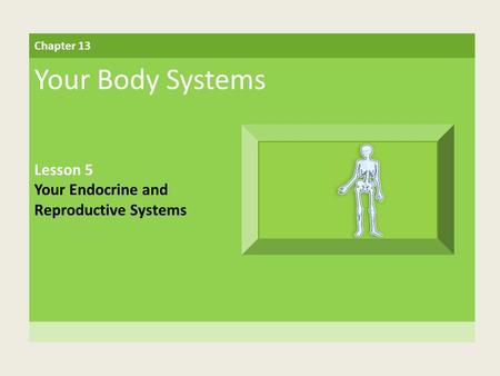 Your Body Systems Lesson 5 Your Endocrine and Reproductive Systems