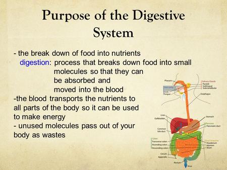 Purpose of the Digestive System - the break down of food into nutrients digestion: process that breaks down food into small molecules so that they can.