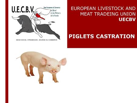 EUROPEAN LIVESTOCK AND MEAT TRADEING UNION UECBV PIGLETS CASTRATION.