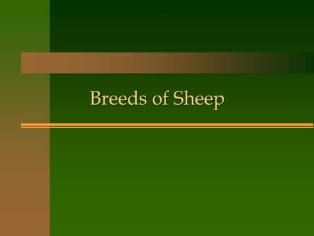 Breeds of Sheep. Objectives n Identify breeds of sheep n Describe the differences in the breeds n Discuss their uses based off of traits n Explain reproduction.