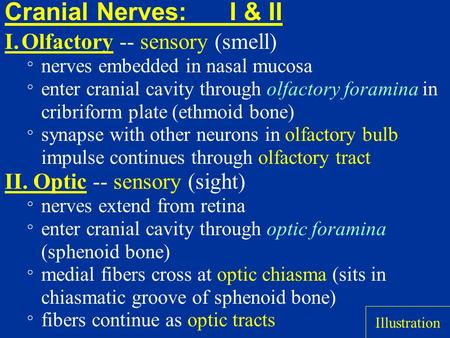 Cranial Nerves: I & II I. Olfactory -- sensory (smell)