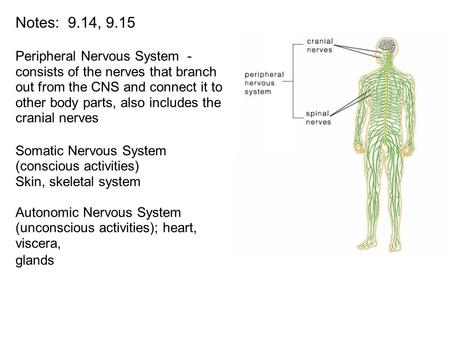 Notes: 9.14, 9.15 Peripheral Nervous System - consists of the nerves that branch out from the CNS and connect it to other body parts, also includes the.
