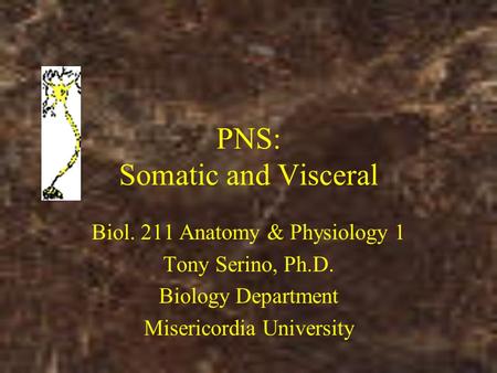 PNS: Somatic and Visceral Biol. 211 Anatomy & Physiology 1 Tony Serino, Ph.D. Biology Department Misericordia University.
