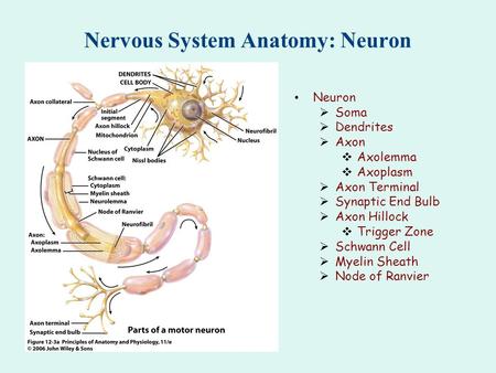 Nervous System Anatomy: Neuron