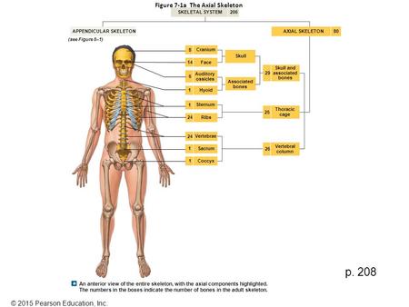 Figure 7-1a The Axial Skeleton