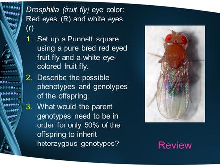 Review Drosphilia (fruit fly) eye color: Red eyes (R) and white eyes (r) 1.Set up a Punnett square using a pure bred red eyed fruit fly and a white eye-