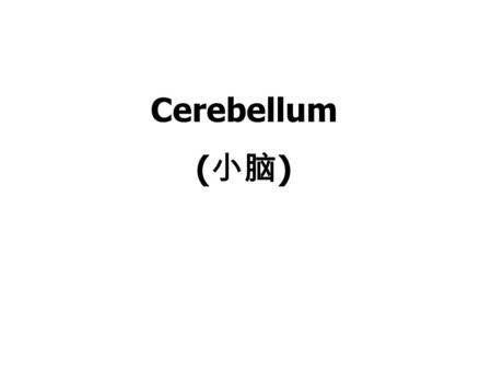 Cerebellum (小脑).