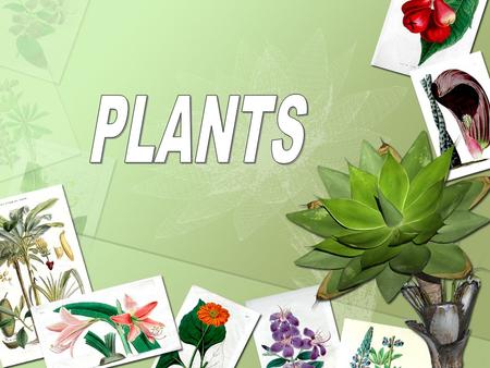 TABLE OF CONTENTS: What will we be learning today? The six parts of a plant -roots - seed - stem -leaves -flowers -fruit What three resources a plant.