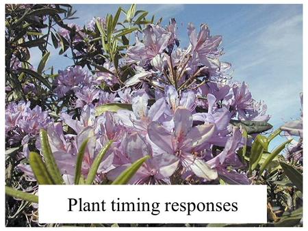 Plant timing responses. Like animals, plants have both exogenous and endogenous factors that control rhythms. Circadian rhythms shown by plants include: