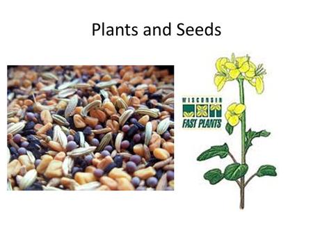 Plants and Seeds. From Seed to Plant Seeds become Plants in a process called “Germination” Seeds are dormant and protected by a tough outer coat. Inside.