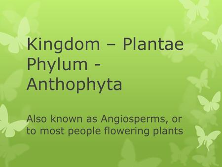 Kingdom – Plantae Phylum - Anthophyta Also known as Angiosperms, or to most people flowering plants.