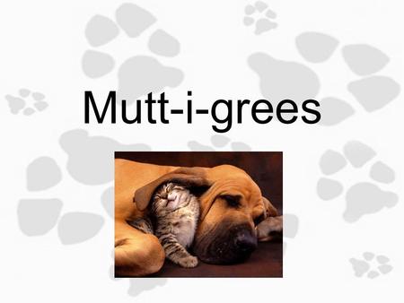 Mutt-i-grees 1.2 Getting to Know You Objective: Today you will identify physical, behavioral and emotional traits and defining the characteristics of.
